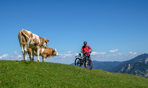 Ein Radfahrer auf einer Kuhweide